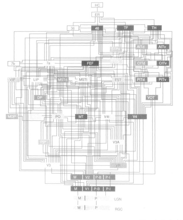 <b>Figure 1: </b> Felleman and Van Essen's graphical representation of the distributed, hierarchical connections between 32 cortical visual areas (Felleman and Van Essen, 1991)