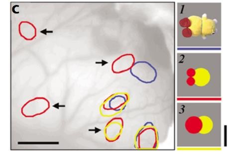 <b>Figure 2:</b> Representation of complex object images and simplifications of them in the inferior temporal cortex. Outlines form the boundaries of activation with respective stimuli (Tsunoda et al., 2001)