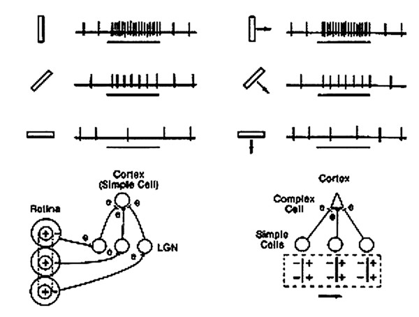 <b>Figure 3:</b> Graphical representation of response properties and potential circuitry of simple and complex cells as originally proposed by Hubel and Wiesel. (Hubel and Wiesel, 1968)