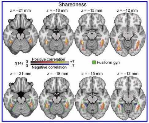 <b>Figure 8:</b> Activation of the fusiform gyrus during presentation of object with high 'Sharedness' statistics.